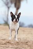 BOSTON TERRIER 361